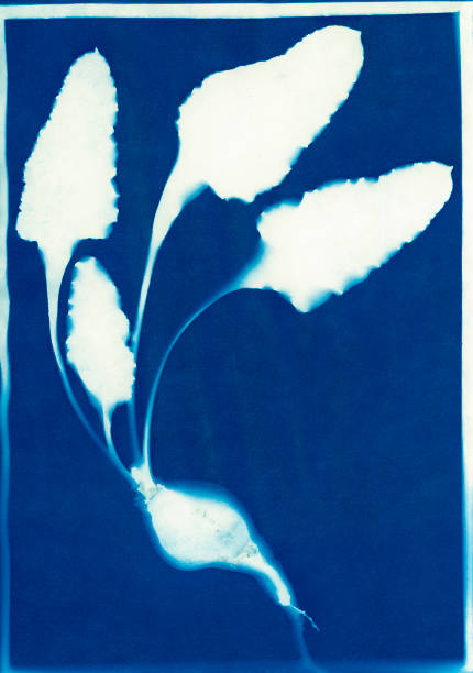 istock cyanotype print of beet, Beta vulgaris 1270667086