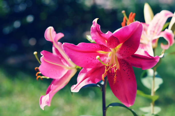 flores de lirio floreciendo en el jardín. lirio stargazer. lirio oriental - lily pink stargazer lily flower fotografías e imágenes de stock