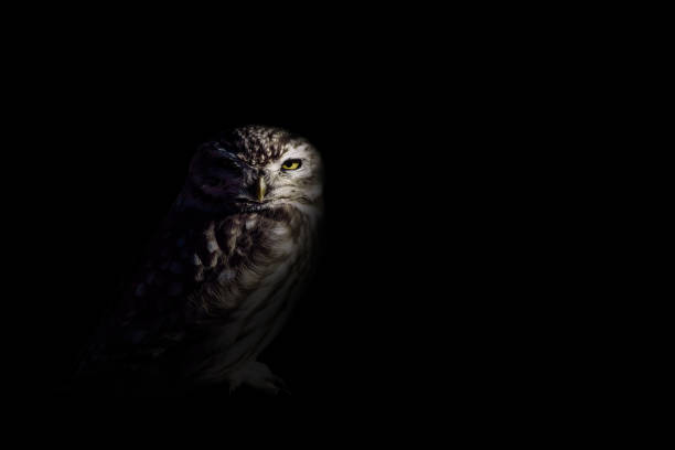 istock Bird. Darkness artistic background. Eurasian Scops Owl. 1270670210