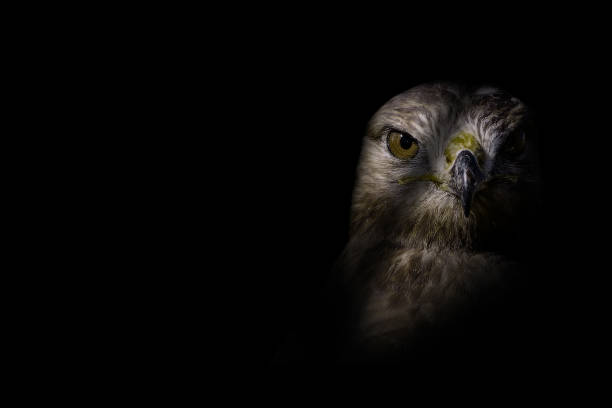 Bird of prey. Bird portrait. Dark background. Dark to light. Bird portrait. eurasian buzzard photos stock pictures, royalty-free photos & images