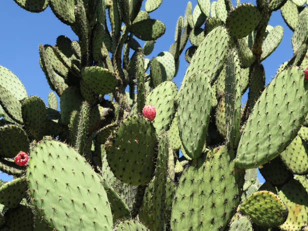 cactus de pera prickley (atún, nopal, opuntia) al sol - prickley pear cactus fotografías e imágenes de stock