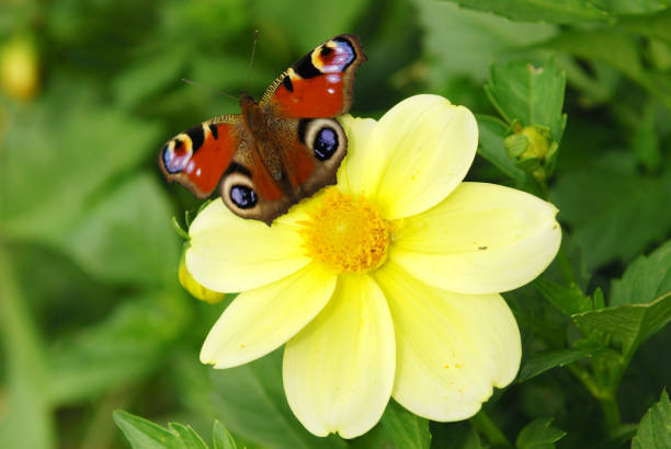 beautiful brown batik butterfly flying on little wild grass flower. butterfly wings, outdoor butterfly insect. - magnification animals in the wild environment clear sky imagens e fotografias de stock