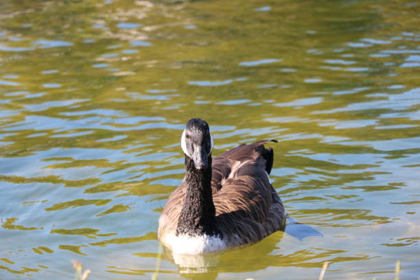 istock Brown black duck swimming peacefully 1270670340