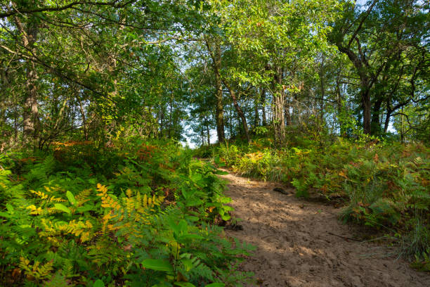 hiking trail - indiana autumn woods forest imagens e fotografias de stock