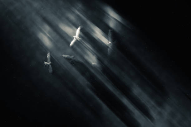 istock Flying bird. Creative abstract nature. Darkness background. 1270672287