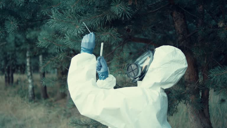 Female scientist in clean suit looking for pathogen source. Forest