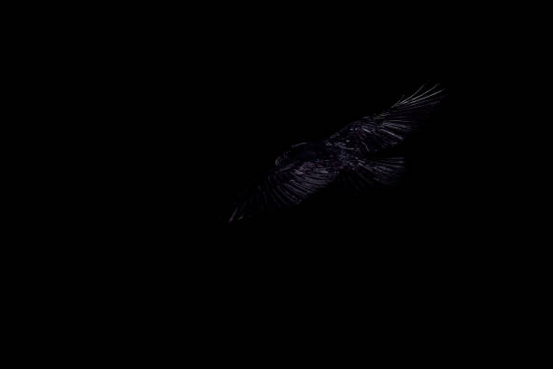 istock Flying bird. Darkness artistic background. Raven. 1270672582