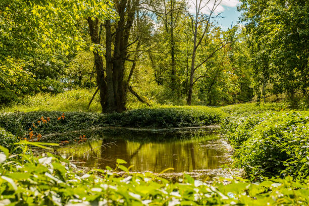 istock Looking up the creek full of greenery 1270672745