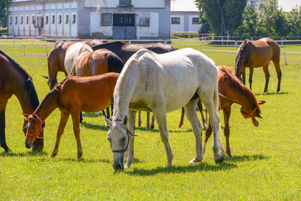 Anglo-Arabian horse farm in Walewice, Poland.