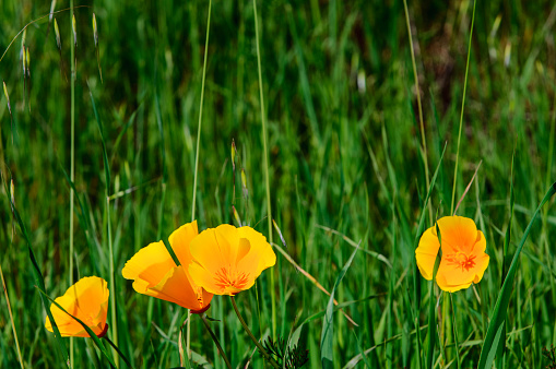 Orange-yellow California Poppy with insects exploring it. Pembrokeshire, Wales.