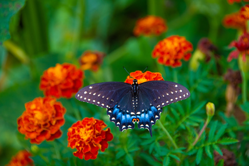 This close-up photograph captures the delicate beauty of a butterfly perched gracefully on a flower blossom. The intricate patterns and vibrant colors of the butterfly's wings are highlighted against the soft petals of the flower, creating a mesmerizing scene. The intricate details of the butterfly's delicate features and the vibrant hues of the flower create a stunning contrast, showcasing the harmony and elegance of nature's creations.