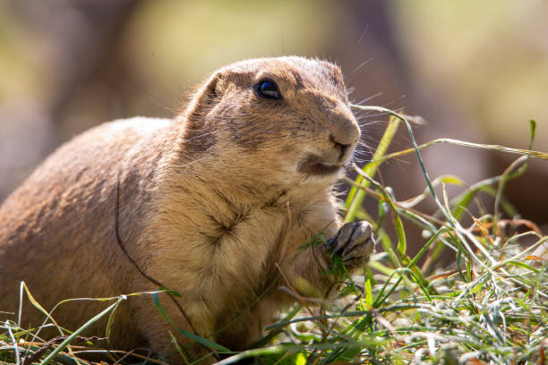 istock Blacktail prairie dog looking at you 1270675521
