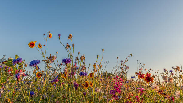istock colourful wildflowers against the blue sky 1270675787