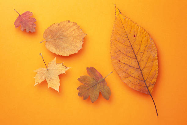 istock Autumn Leaves Composition On Orange Paper Background 1270676602