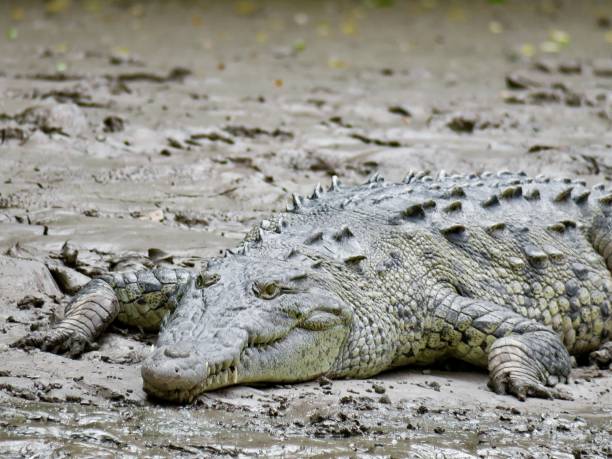 istock The American Crocodile 1270676694