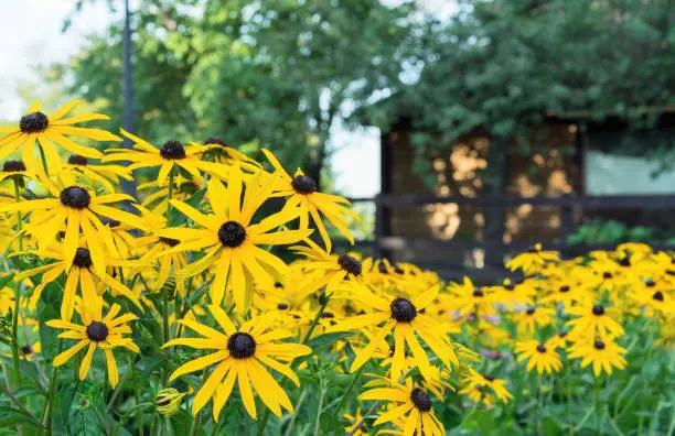 Yellow flowers of rudbeckia fulgida or black-eyed susan on the background of a wooden house.