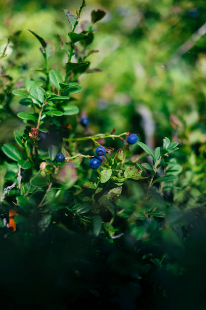 Ripe blueberries on the bush