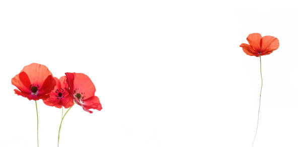 istock Beautiful poppy in red 1270676961