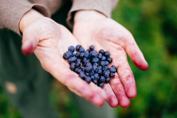 istock Hands full of freshly picked bilberries 1270677021