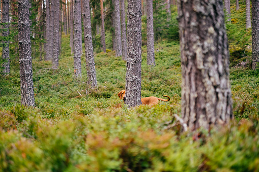 Vizsla puppy exploring the Norwegian forest