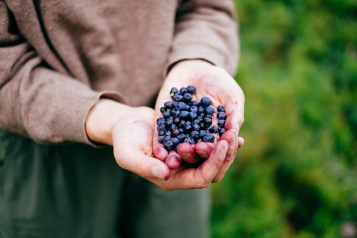 Two hands holding freshly picked European blueberries, picked directly from the forest ground. Trysil, Norway.