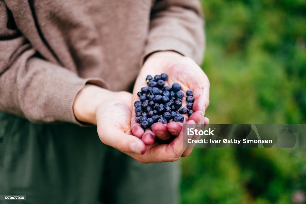 Hands full of freshly picked bilberries Two hands holding freshly picked European blueberries, picked directly from the forest ground. Trysil, Norway. Bilberry - Fruit Stock Photo