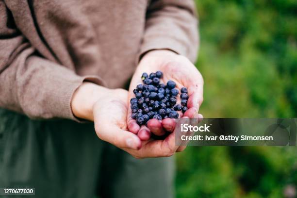 Hands Full Of Freshly Picked Bilberries Stock Photo - Download Image Now - Bilberry - Fruit, Forest, Norway