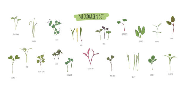 vektor-set von microgreens. kräuter - erbse, sonnenblume, zwiebel, erbsen, mais, basilikum, porzellan rose, spinat, fenchel, sauerampfer, kragen, dill, salatburnet, shiso, buchweizen, bullen blut, kohlabi, gerste, tatsoi - dill fennel isolated herb stock-grafiken, -clipart, -cartoons und -symbole