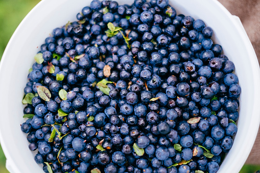 Bucket full of fresh bilberries directly from the forest ground