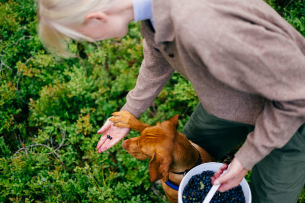 Harvesting berries with a dog in the forest