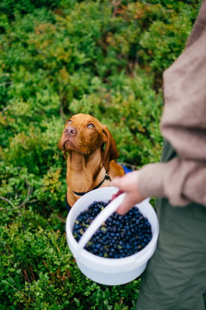 istock Harvesting blueberries with a dog in the forest 1270677850