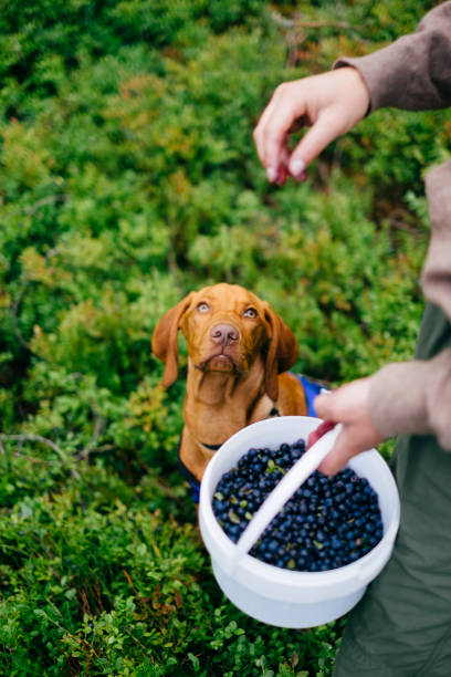 istock Harvesting berries with a dog in the forest 1270677851