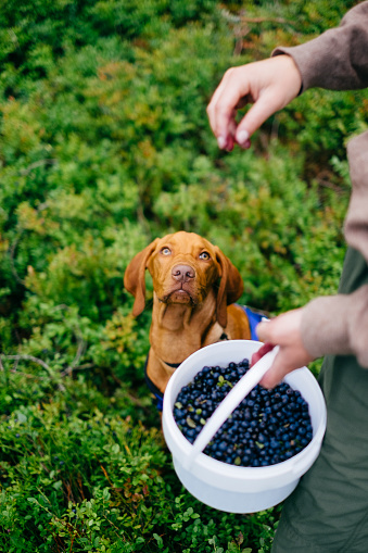 Hiking with a dog to harvest fresh European blueberries, picked directly from the forest ground. Trysil, Norway.