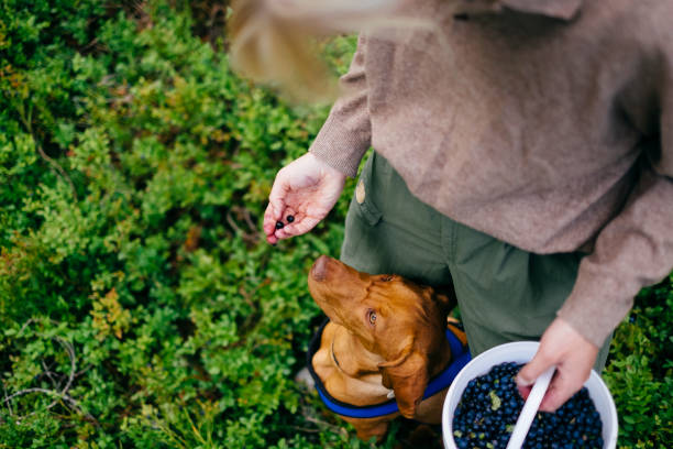 istock Harvesting berries with a dog in the forest 1270677852