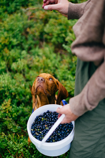 Hiking with a dog to harvest fresh European blueberries, picked directly from the forest ground. Trysil, Norway.