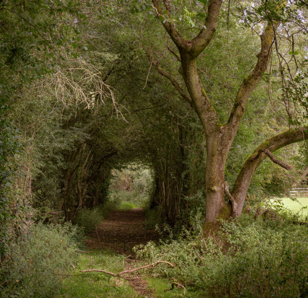 istock Woodland tunnel 1270680519