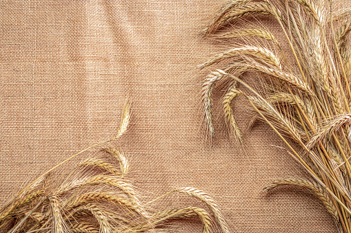 Barley grain. Whole, barley, harvest wheat sprouts. Wheat grain ear or rye spike plant on linen texture or brown natural organic background, for cereal bread flour. Top view, cutout.