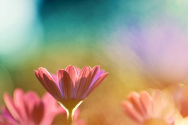 istock Beautiful flowers from my garden 1270682084