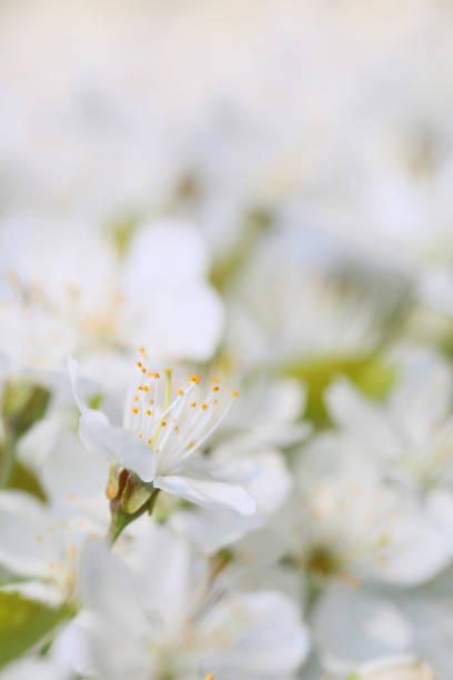 istock Beautiful flowers from my garden 1270682155