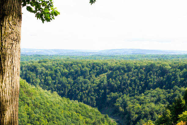 istock Letchworth State Park - Oak Tree Above Genesee River Valley 1270682231