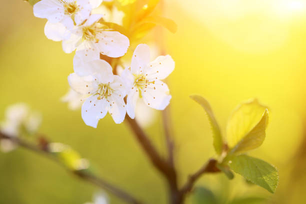 istock Beautiful flowers from my garden are always nice 1270683058