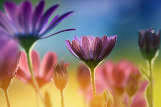 istock Beautiful flowers from my garden are always nice 1270683080