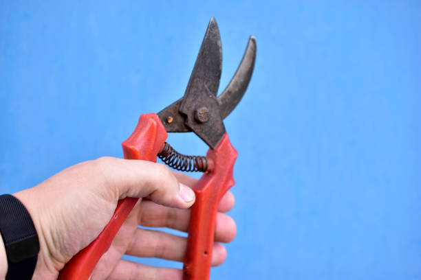 istock Garden cutter for removing branches and branches of plants 1270683536
