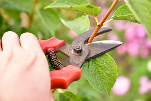 istock Pruning garden plants with a special cutter 1270683595