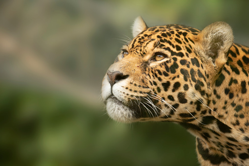 Close up view of a Jaguar (Panthera onca) at the Best Little Zoo in the World, the Belize Zoo.