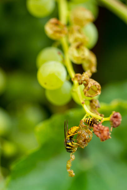 (Polistes dominula), a wasp resting on a green leaf
