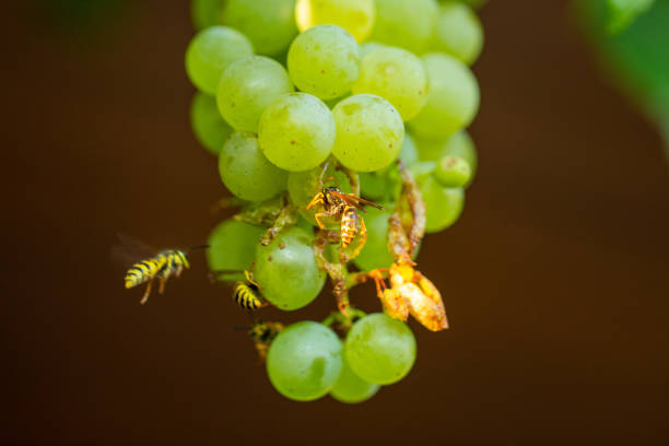 Green grapes isolated on white background.