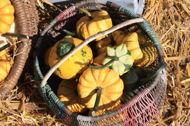 istock yellow-green pumpkins lie in a wicker basket 1270685493