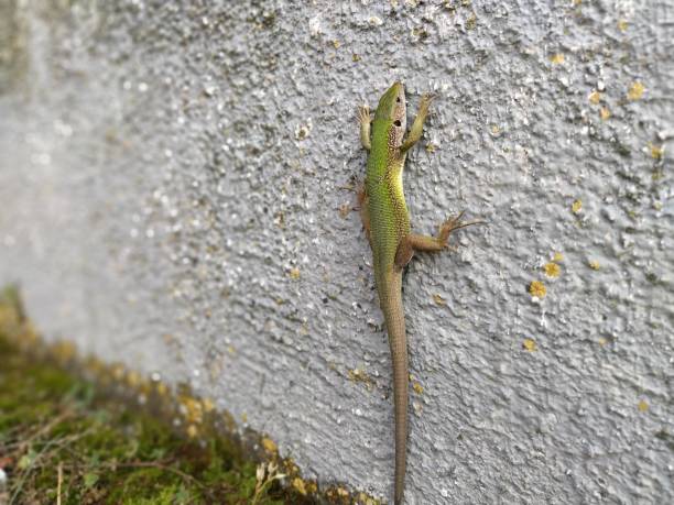 istock Green beautiful lizard sits on the wall and poses, looking at the camera. Shimmering multi-colored lizard skin and long tail. Serbia, Balkans 1270685555