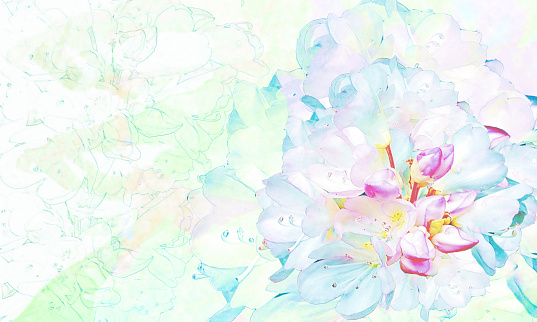 Flower Background - Abstract Watercolor Painting and Photograph on Pastel Colors - Wild Rhododendron; High Key, Painterly Effect, Copy Space